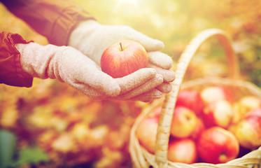 Image showing woman with basket of apples at autumn garden