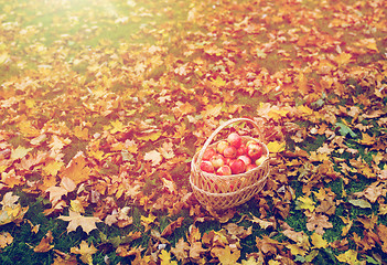 Image showing wicker basket of ripe red apples at autumn garden