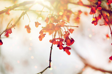 Image showing spindle or euonymus branch with fruits in winter