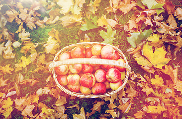 Image showing wicker basket of ripe red apples at autumn garden