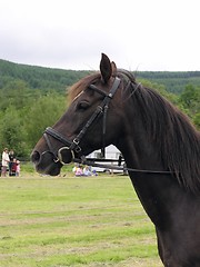 Image showing Horse Profile