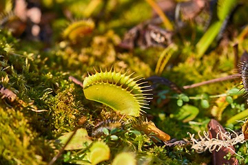 Image showing Venus flytrap carnivorous plant