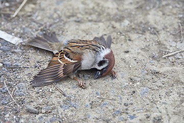 Image showing Dead sparrow on the ground