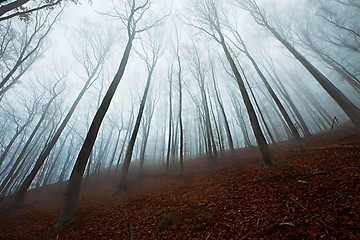 Image showing Autumn Forest Fog