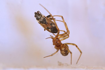 Image showing Spider and prey