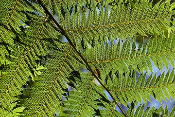 Image showing Fern leaves background