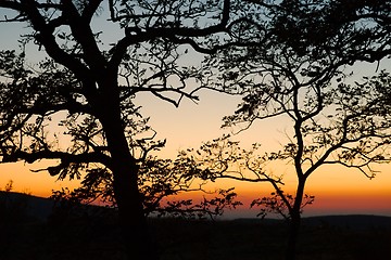 Image showing Bare trees silhouettes