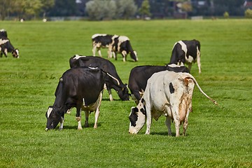 Image showing Cows on a farm