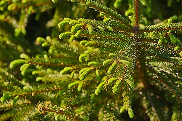 Image showing Pine Tree Closeup