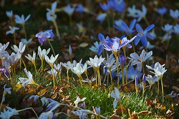 Image showing Flowers in breeze