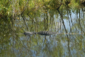 Image showing Alligator under the water