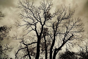 Image showing Bare tree branches