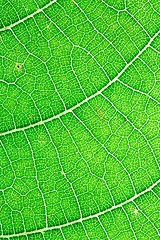 Image showing Green leaf texture