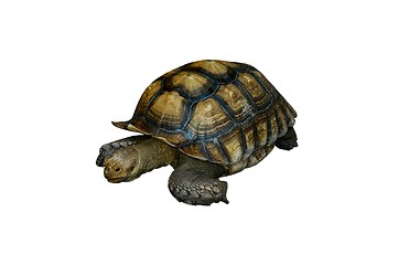 Image showing Isolated turtle