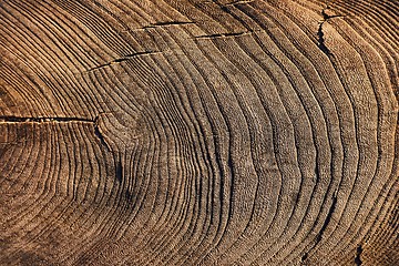 Image showing Tree trunk texture