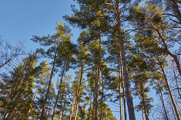 Image showing Tall pine trees