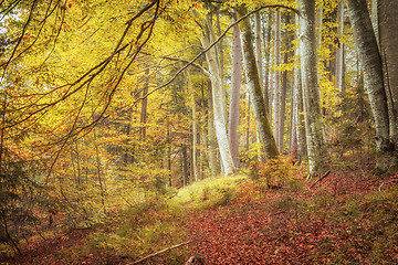 Image showing beautiful forest in autumn