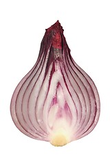 Image showing Cut onion on white