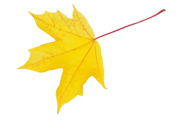 Image showing Autumn leaf on white