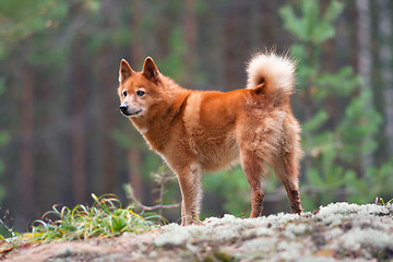 Image showing finnish spitz on the blurred background