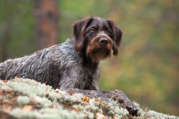 Image showing german wirehaired pointer on blurred background