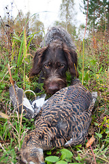 Image showing hunting dog finding the wildfowl