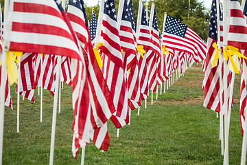 Image showing Field of Veterans Day American Flags Waving in the Breeze.