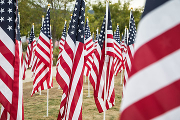 Image showing Field of Veterans Day American Flags Waving in the Breeze.