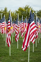 Image showing Field of Veterans Day American Flags Waving in the Breeze.