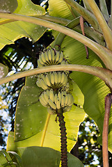 Image showing Banana tree