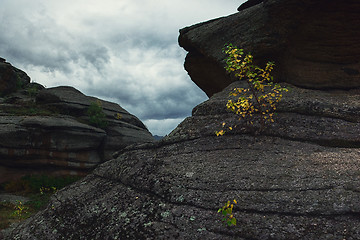 Image showing Tree on the rocks