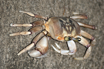 Image showing Crab in Zanzibar, Tanzania