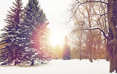 Image showing winter forest or park with fir trees and snow