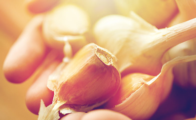 Image showing close up of woman hands holding garlic