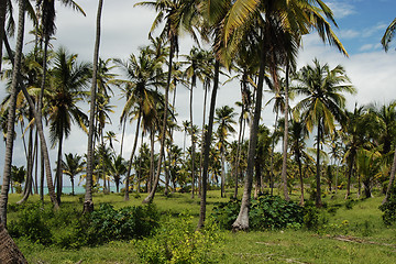 Image showing Zanzibar forest