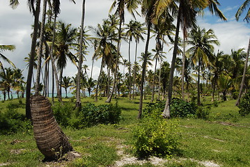 Image showing Zanzibar forest