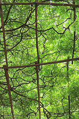 Image showing Overhead Green Vines