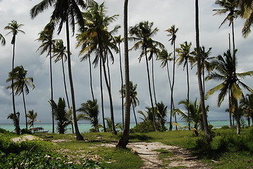 Image showing Zanzibar forest