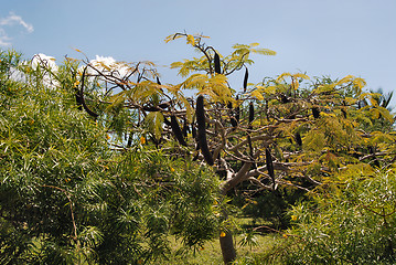 Image showing Zanzibar forest
