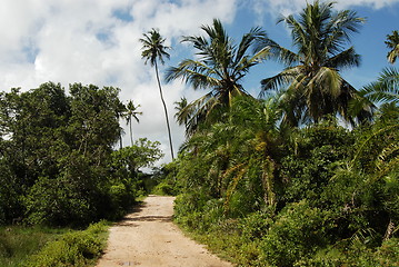 Image showing Zanzibar forest