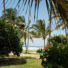 Image showing Zanzibar beach vegetation