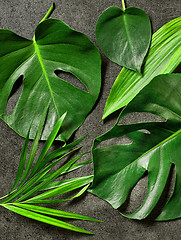 Image showing various tropical leaves