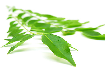 Image showing Bunch of curry leaves