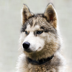 Image showing The head of a dog (Husky)