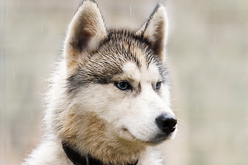 Image showing The head of a dog (Husky)