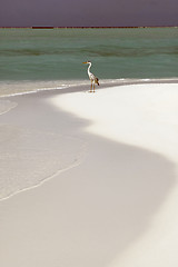 Image showing Seagull on a Maldivian island beach