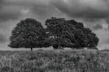 Image showing Richmond Park, London