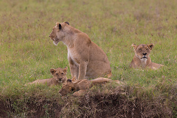 Image showing Lioness with her cubs in in Ngorongoro crater consrvation area, Tanzania, Africa.