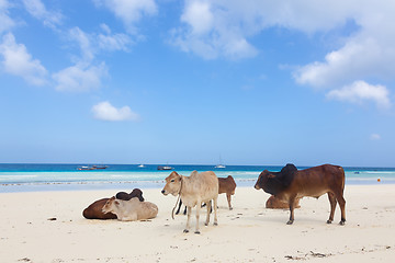 Image showing African cows are resting on Nungwi beach, Zanzibar, Tanzaia, Africa.