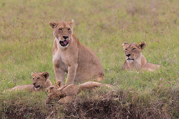 Image showing Lioness with her cubs in in Ngorongoro crater consrvation area, Tanzania, Africa.